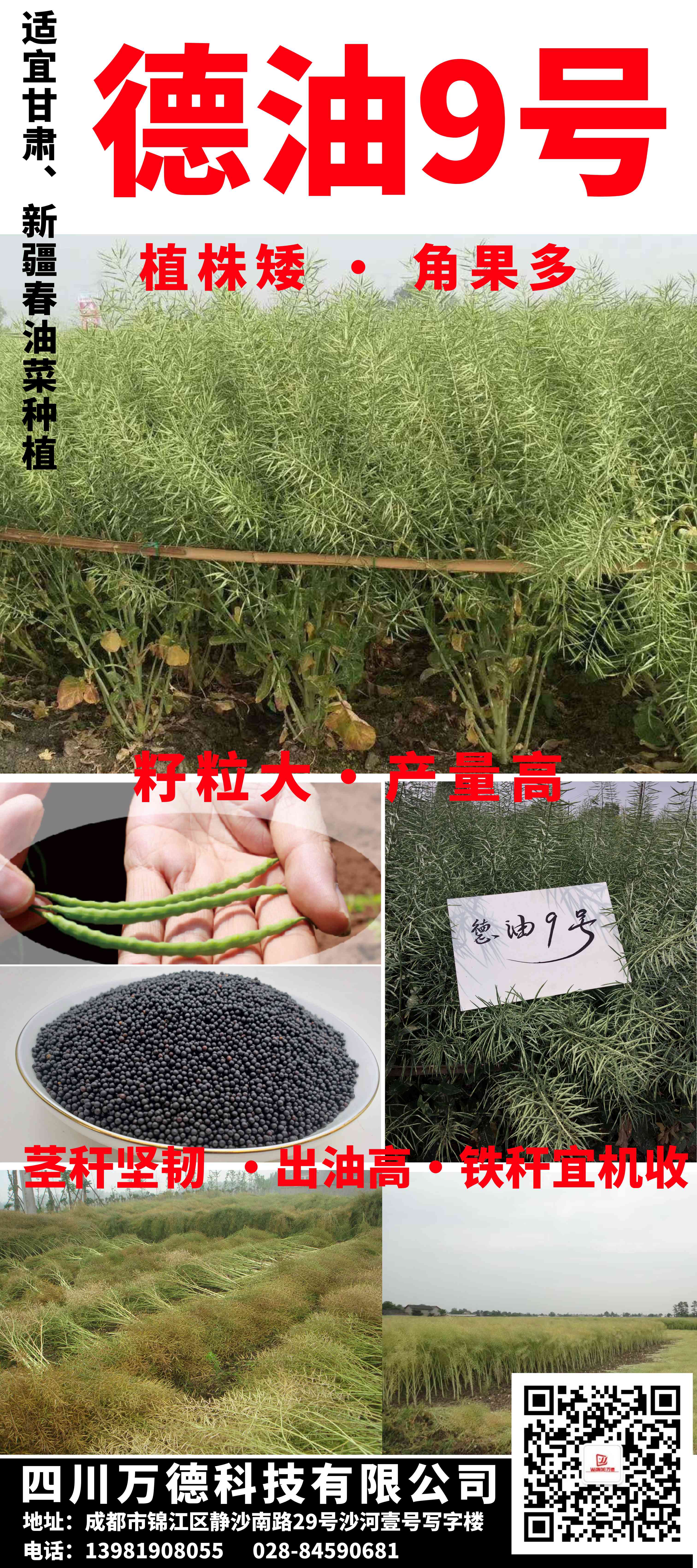 德油9号.jpg